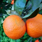 clementinier nova maroc