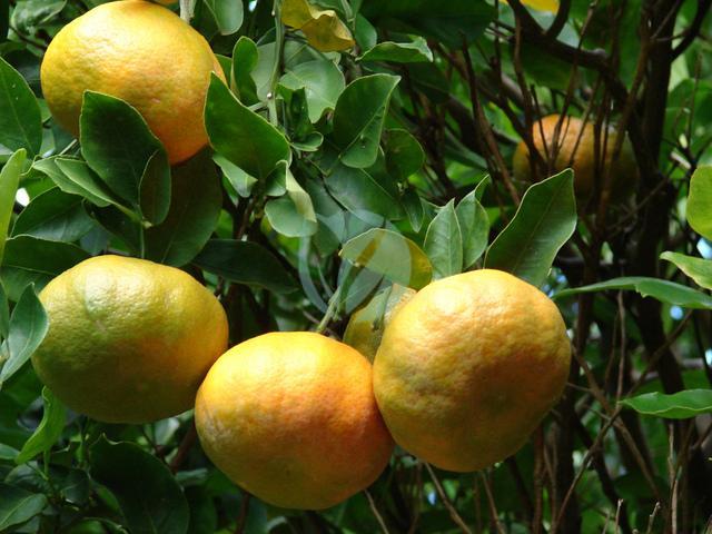 clementinier nova maroc clorofila