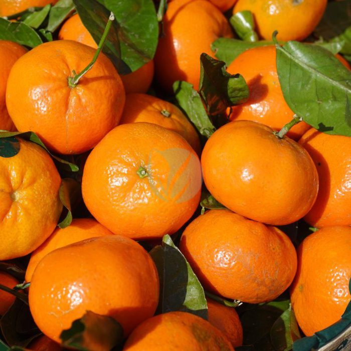 clementinier orogrande maroc clorofila