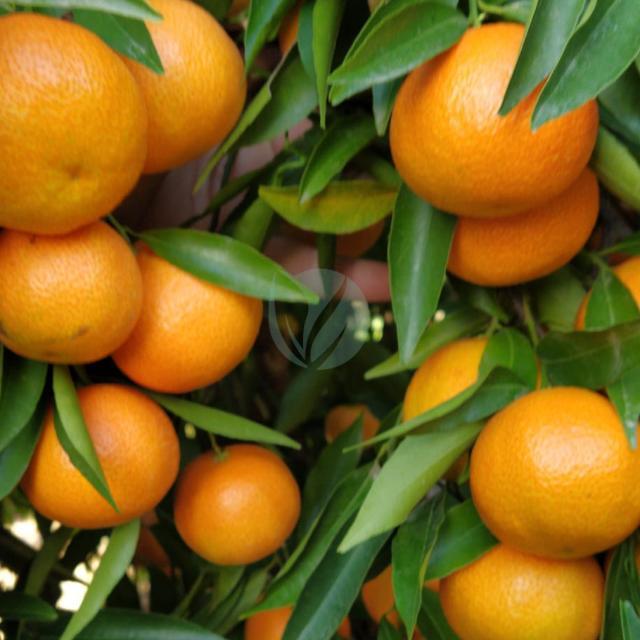 clementinier orogrande maroc
