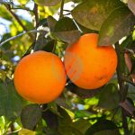 clementinier sidi aissa maroc clorofila