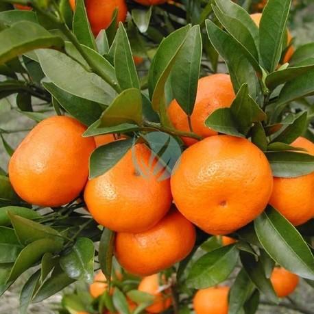 clementinier sidi aissa maroc