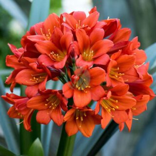 clivia-clorofila.jpeg