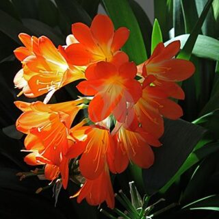 clivia-clorofila-maroc.jpeg