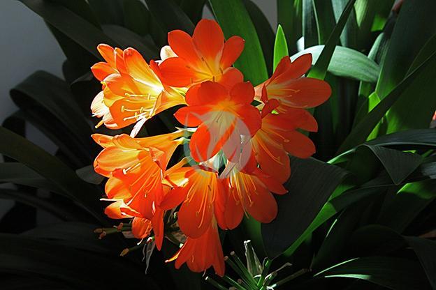 clivia clorofila maroc