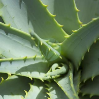 close-up-aloe-vera-plant-dessert-plant-pattern-plant-in-sunlight.jpg