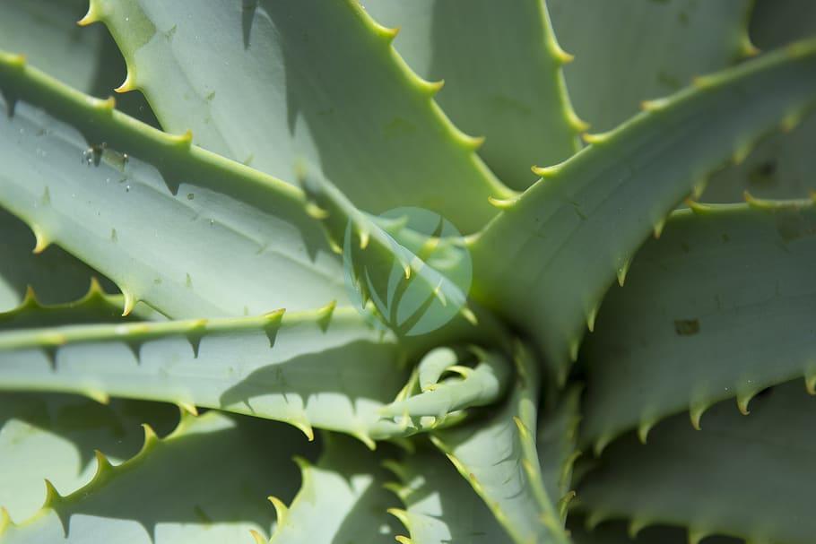 close up aloe vera plant dessert plant pattern plant in sunlight