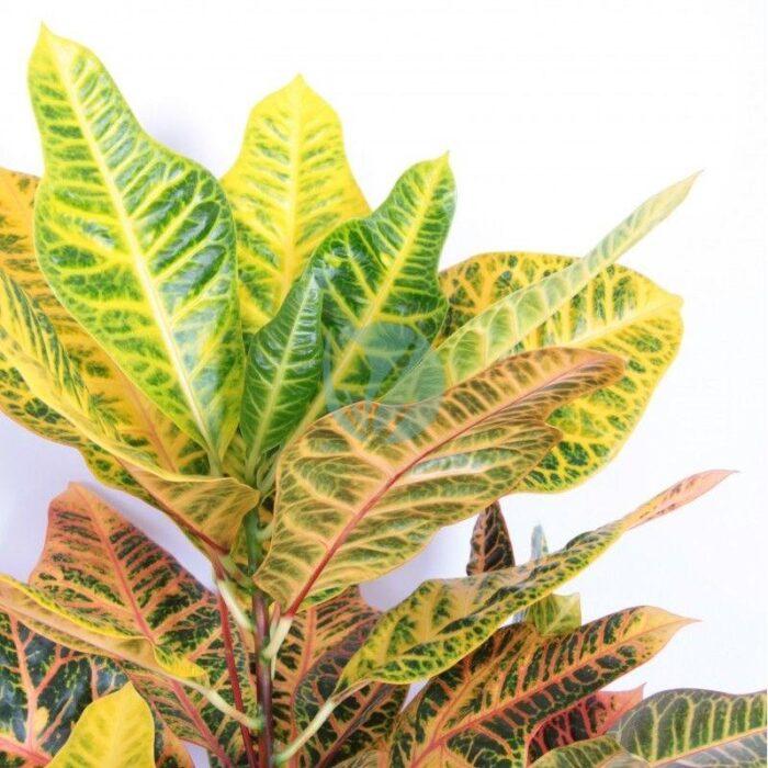 codiaeum croton excellent maroc