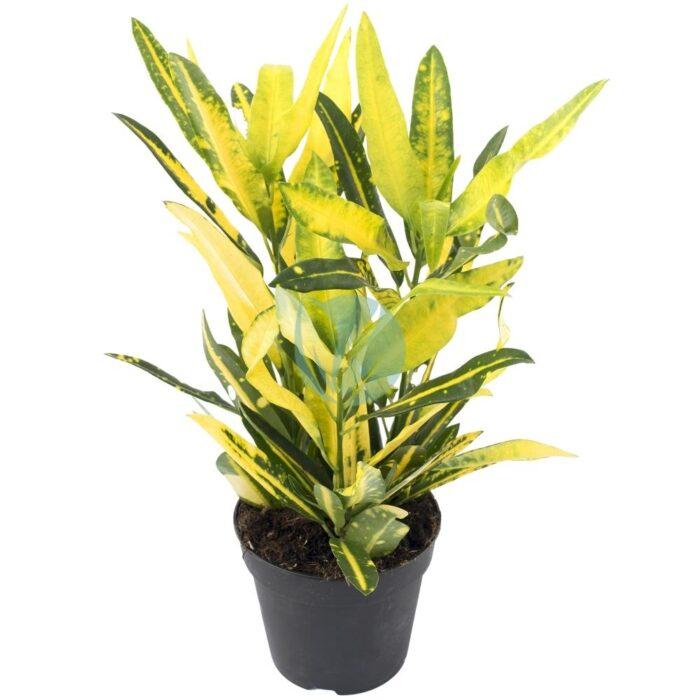 codiaeum gold maroc