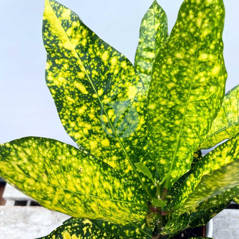 codiaeum gold maroc clorofila