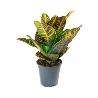 Plante Dieffenbachia Panamensis casablanca rabat maroc