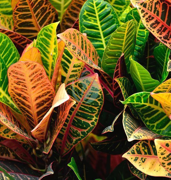 codiaeum variegatum maroc clorofila