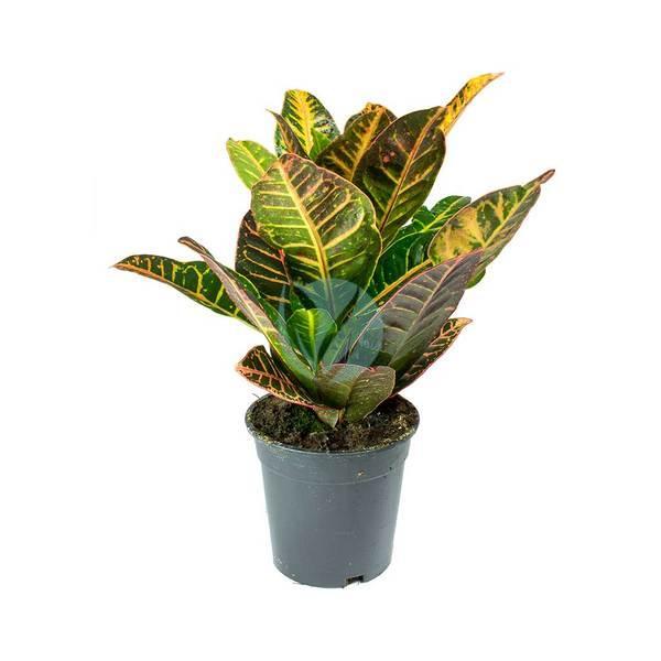 codiaeum variegatum maroc