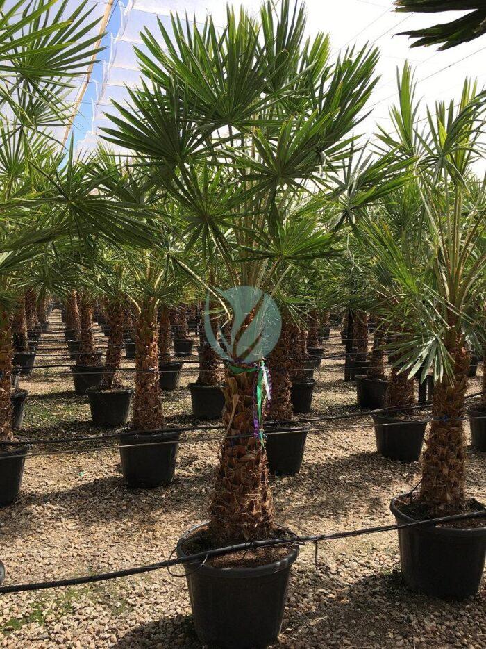 copernicia alba caranday maroc