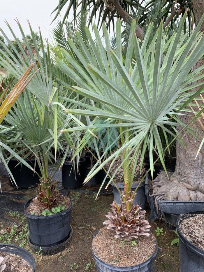 copernicia alba caranday maroc clorofila