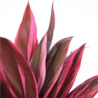 cordyline-tango-clorofila.jpeg
