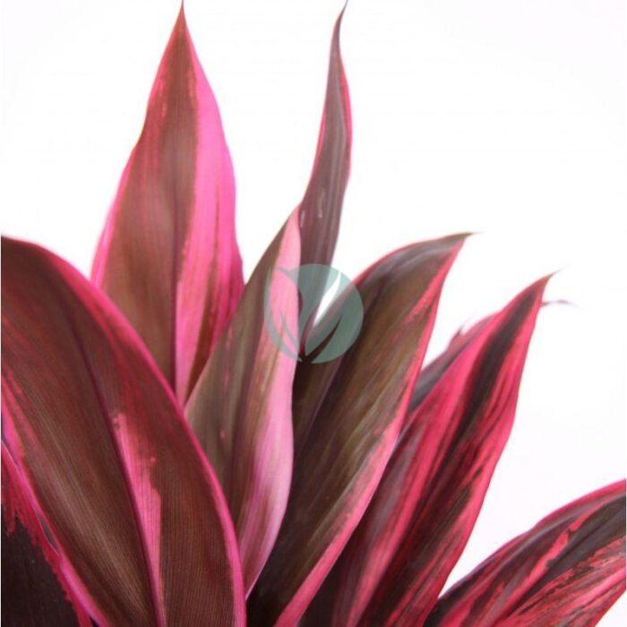 cordyline tango clorofila