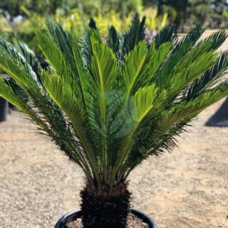 cycas-revoluta-cycas-du-japon-maroc.jpeg