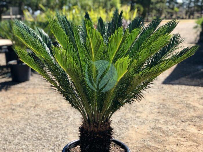 cycas revoluta cycas du japon maroc