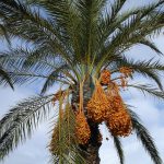 date palm