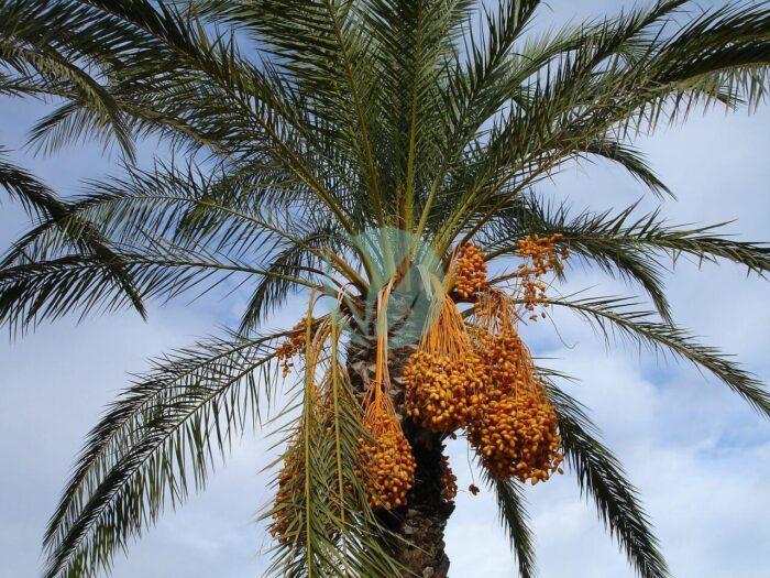 date palm