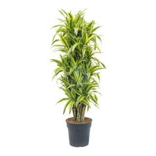 dracaena-deremensis-maroc-clorofila.jpeg