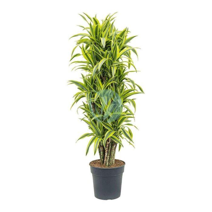 dracaena deremensis maroc clorofila