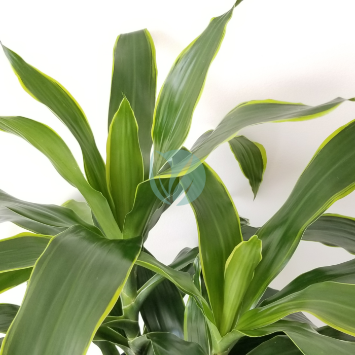 dracaena dorado