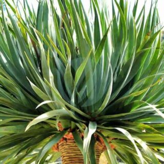 dracaena-draco-maroc.jpeg