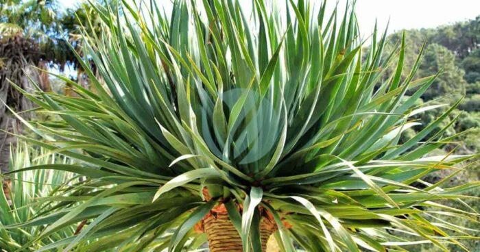 dracaena draco maroc