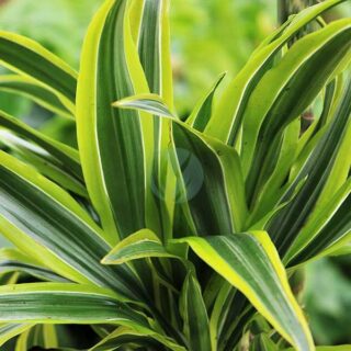 dracaena-fragranas-yellow-coast-maroc.jpeg