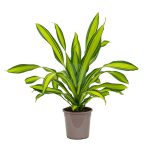 dracaena fragranas yellow coast maroc clorofila