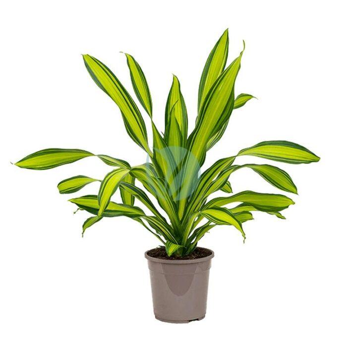 dracaena fragranas yellow coast maroc clorofila