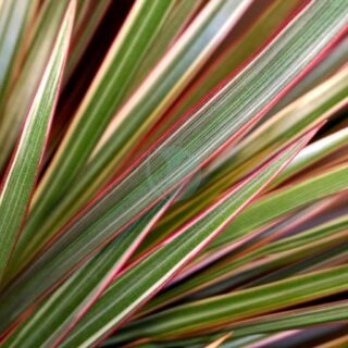 dracaena-marginata-bicolor-maroc.jpeg