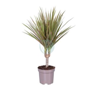 dracaena-marginata-bicolor-maroc-clorofila-1.jpeg