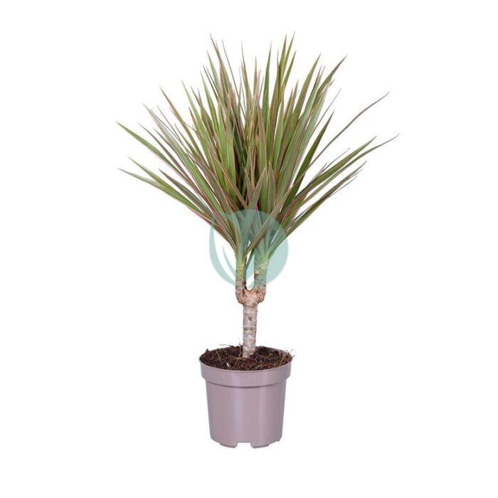 dracaena marginata bicolor maroc clorofila