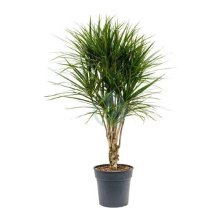 dracaena-marginata-maroc-clorofila.jpeg