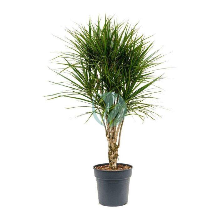 dracaena marginata maroc clorofila