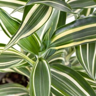 dracaena-sanderiana-clorofila-maroc.jpeg