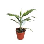 dracaena sanderiana maroc