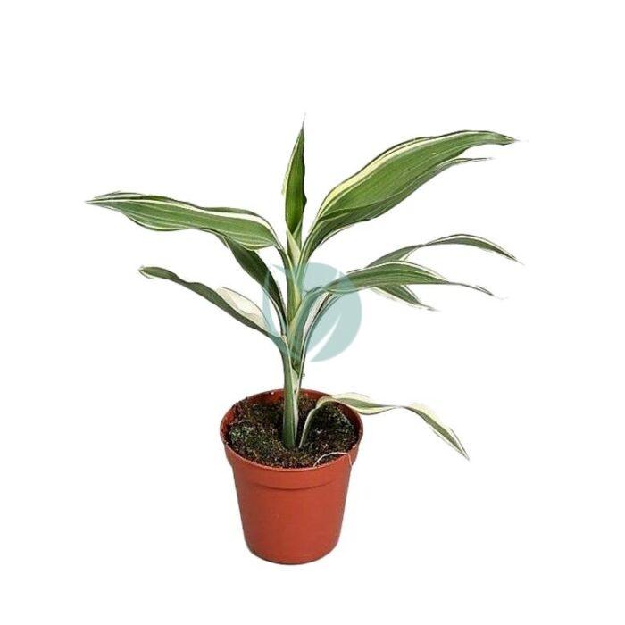 dracaena sanderiana maroc