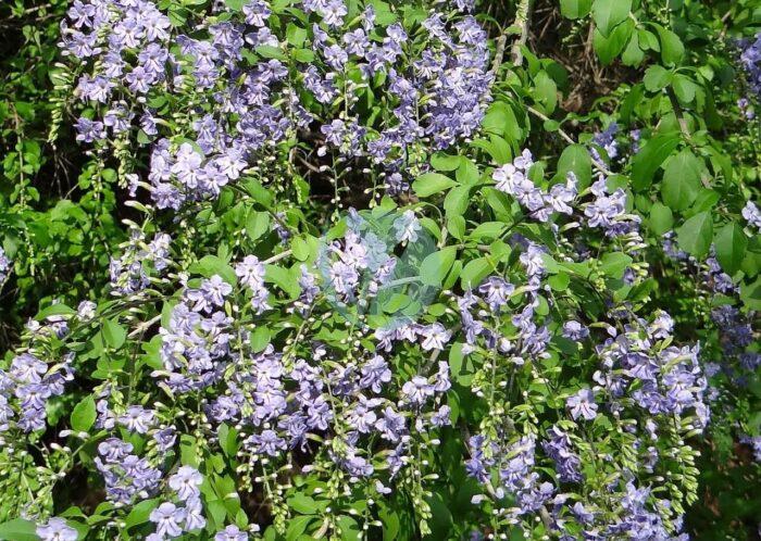 duranta erecta