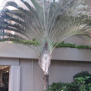 dypsis-decaryi-palmier-triangle-maroc-clorofila.jpeg