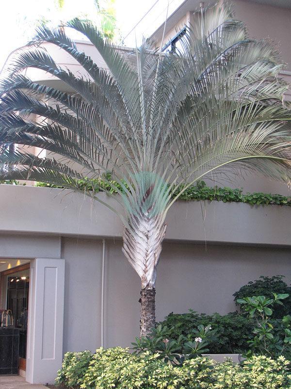 dypsis decaryi palmier triangle maroc clorofila