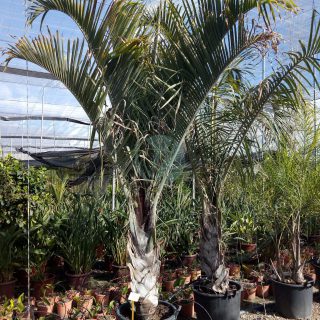 dypsis-decaryi-palmier-triangle-maroc-scaled-1.jpeg
