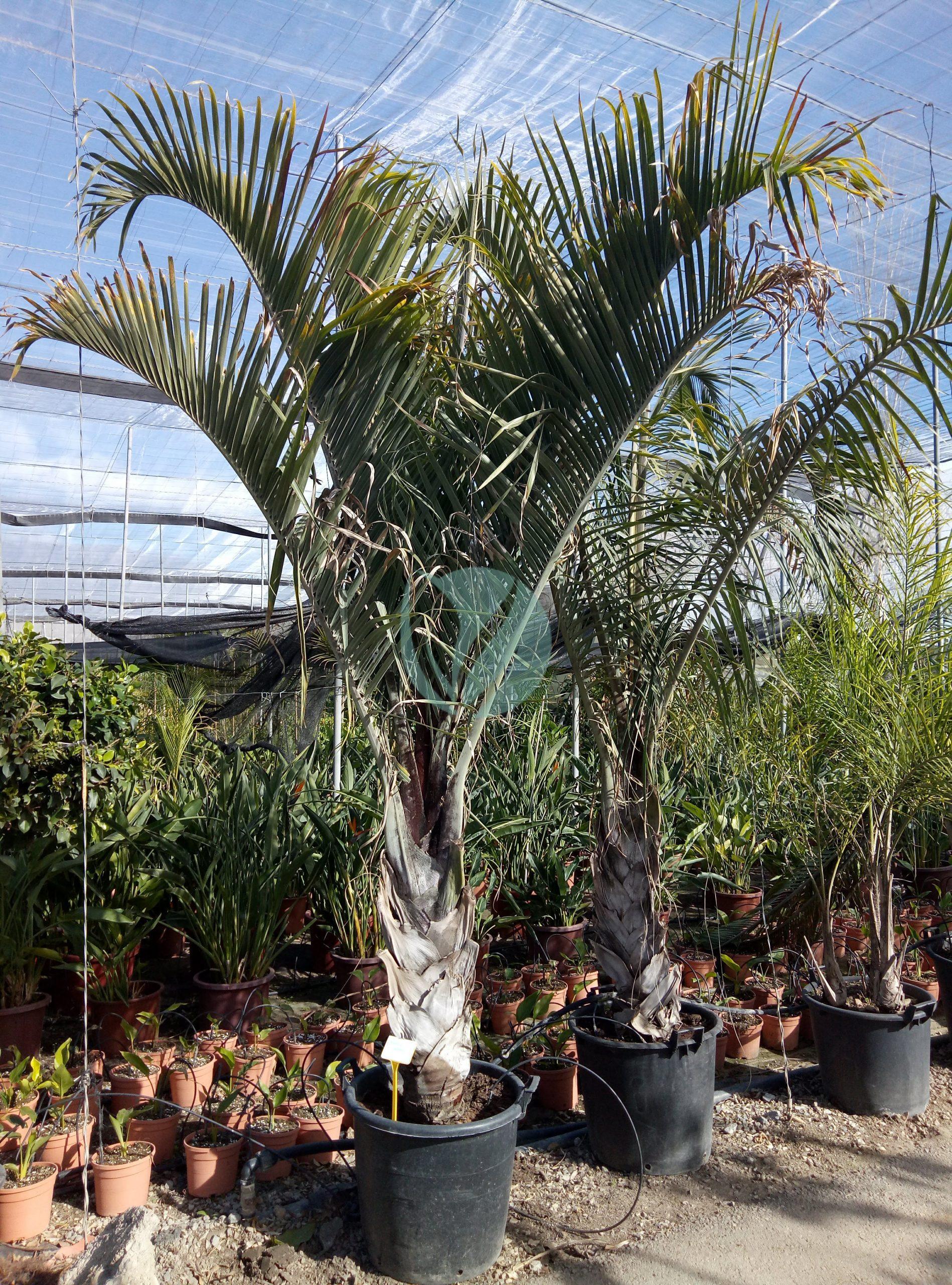 dypsis decaryi palmier triangle maroc scaled