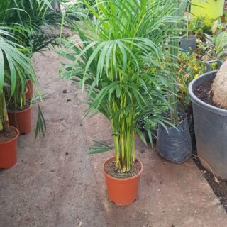 dypsis lutescens areca