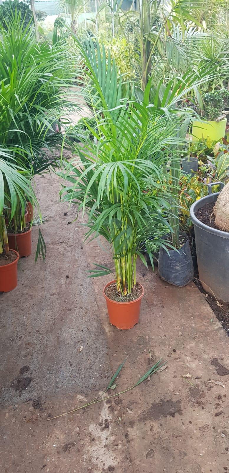 dypsis lutescens areca