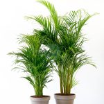 dypsis lutescens areca