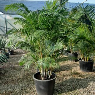 dypsis-lutescens-areca-maroc.jpeg